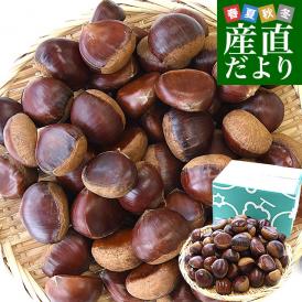 茨城県産 生栗 約2キロ 2Lサイズ 送料無料 大粒栗 和栗 くり マロン 市場発送 クール便