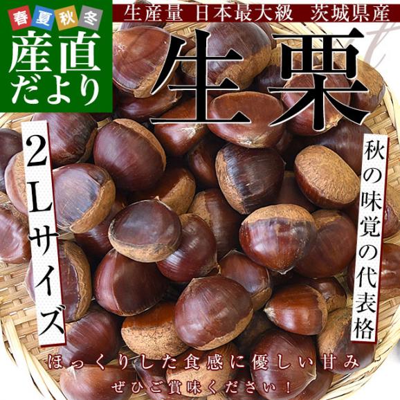 Totoさま　生栗　2キロ 茨城県産 生栗 約2キロ 2Lサイズ 送料無料 大粒栗 和栗 くり