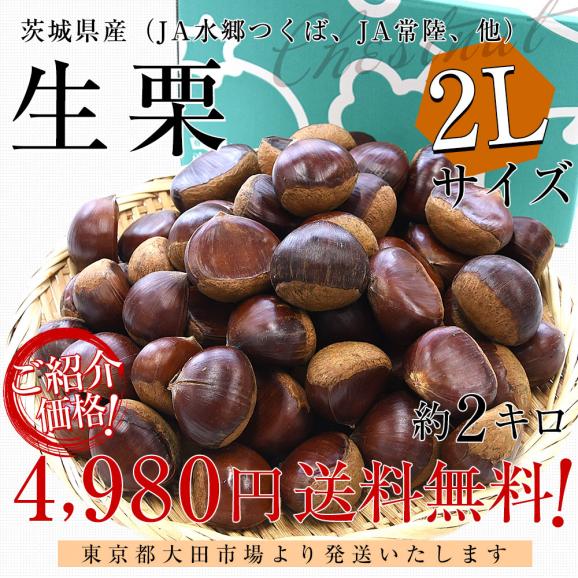 茨城県産 生栗 約2キロ 2Lサイズ 送料無料 大粒栗 和栗 くり マロン 市場発送 クール便03