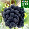 岡山県産 JA晴れの国岡山 びほくエリア ニューピオーネ 天空の実り「美王(R)」約1.2キロ(2房) 送料無料 ブドウ 葡萄 種なしぶどう  ※クール便