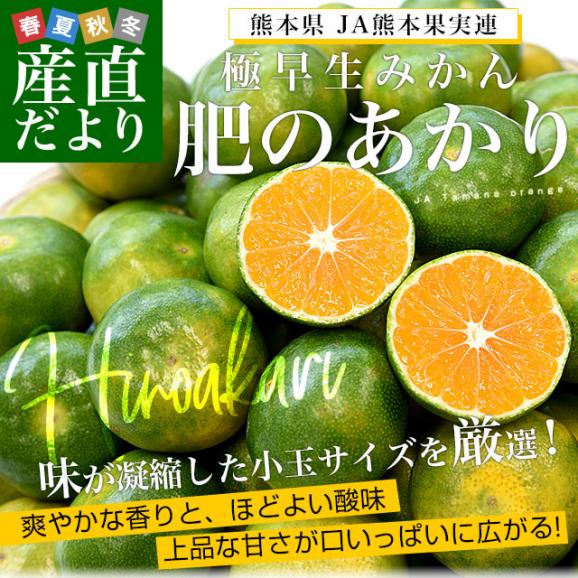 熊本県 JA熊本果実連 極早生みかん「肥のあかり」 約5キロ 2Sサイズ（85玉前後） 送料無料 蜜柑 ミカン02