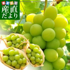長野県 シャインマスカット 約1.5キロ（3房入り）送料無料 ぶどう ブドウ 市場発送 クール便