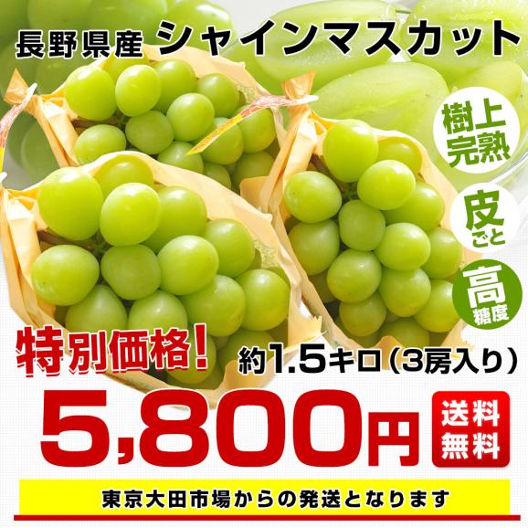 長野県 シャインマスカット 約1.5キロ（3房入り）送料無料 ぶどう ブドウ 市場発送 クール便03
