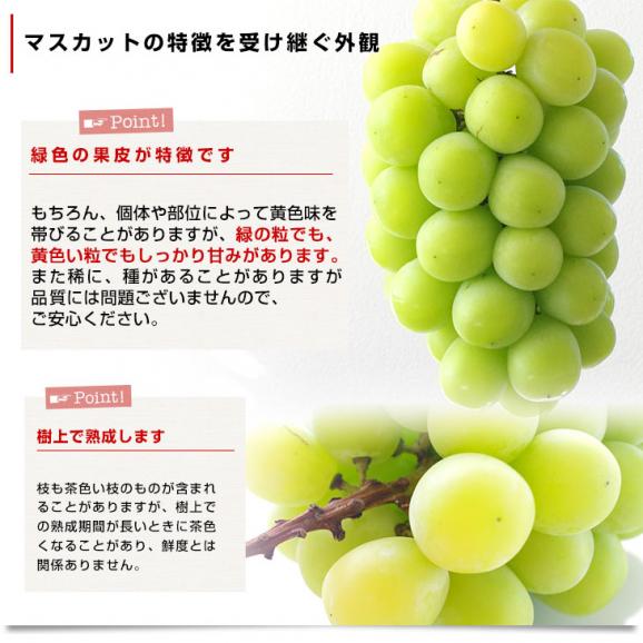 長野県 シャインマスカット 約1.5キロ（3房入り）送料無料 ぶどう ブドウ 市場発送 クール便06