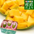 カリフォルニア　グリーンマンゴー（キーツマンゴー）大玉厳選4L　約1.7キロ（3玉入）送料無料 クール便 マンゴー キーツマンゴー トロピカルフルーツ
