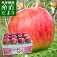 青森県より産地直送 JAつがる弘前 極旨・産直りんご 選べる品種 約3キロ（9玉から13玉) 林檎 送料無料