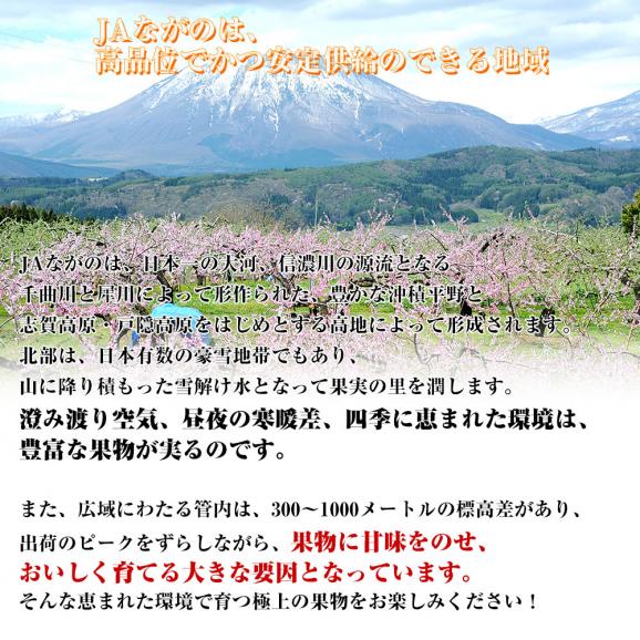 長野県より産地直送 JAながの 南水(なんすい) 秀品 約5キロ (8玉から14玉) 送料無料 なし 梨 ナシ06