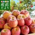 山形県より産地直送 山形朝日町APPLE’S サンふじりんご 9キロから10キロ 林檎 リンゴ 送料無料 御歳暮 お歳暮 ギフト