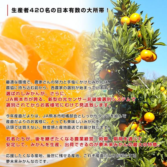 熊本県 JA熊本市 夢未来温州みかん 大玉2Lサイズ(手詰め21玉 熊本県 JA熊本市 夢未来温州みかん 大玉2Lサイズ(手詰め21玉