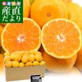 熊本県　JA熊本市　夢未来温州みかん　小玉SからSSサイズ（35玉から50玉前後）約3キロ　送料無料 ミカン 蜜柑 市場発送