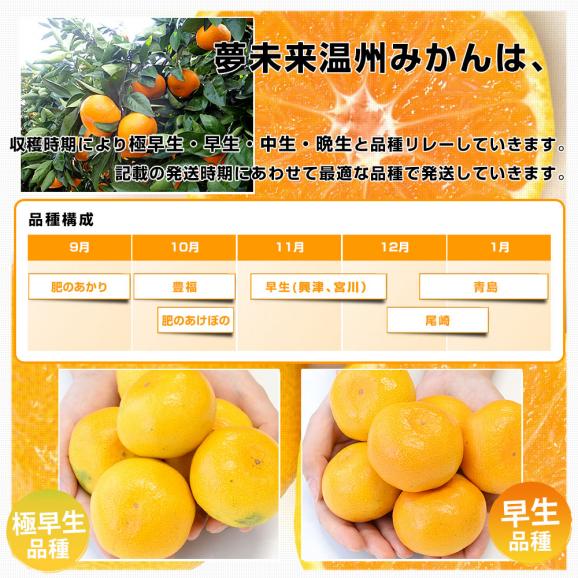 熊本県　JA熊本市　夢未来温州みかん　小玉SからSSサイズ（35玉から50玉前後）約3キロ　送料無料 ミカン 蜜柑 市場発送04