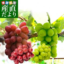 長野県より産地直送 JAながの 究極の食べ比べ！ 高級ぶどうセット約900ｇ （クイーンルージュ＆シャインマスカット各１房）送料無料 ぶどう 葡萄