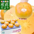 岐阜県 JAいび川 太秋柿(たいしゅうかき) A品3.5キロ前後(8玉から10玉入り) 送料無料 大玉柿 柿 かき 市場発送