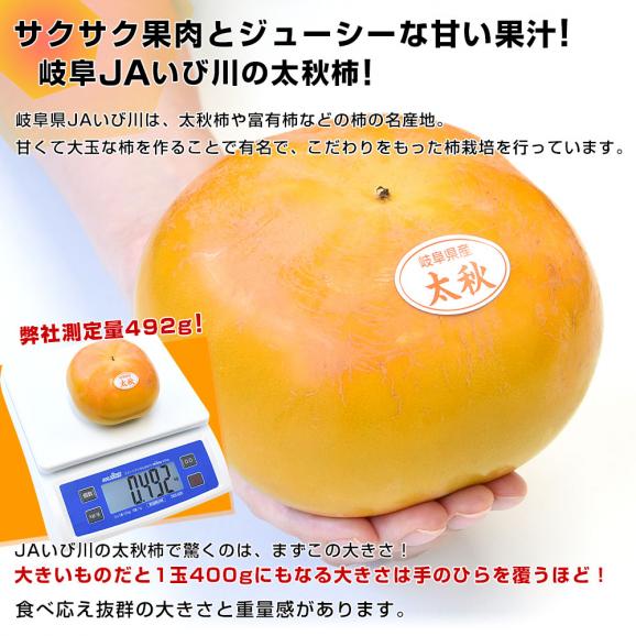 岐阜県 JAいび川 太秋柿(たいしゅうかき) A品3.5キロ前後(8玉から10玉入り) 送料無料 大玉柿 柿 かき 市場発送04