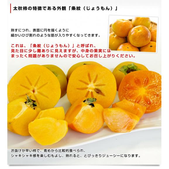 岐阜県 JAいび川 太秋柿(たいしゅうかき) A品3.5キロ前後(8玉から10玉入り) 送料無料 大玉柿 柿 かき 市場発送06