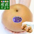 栃木県産  大玉梨　にっこり 約5キロ  (7玉から8玉) 優品以上　送料無料 なし 梨 ナシ 市場発送