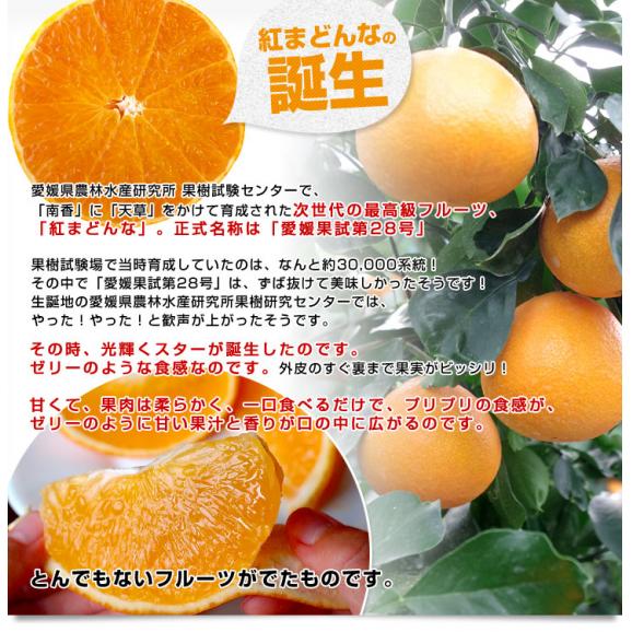 愛媛県産 JAえひめ中央 紅まどんな(R)入りジュース 1箱 (1000ml×6本) 送料無料 みかん 蜜柑 ミカン 市場発送05