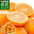 福岡県から産地直送 高糖度みかん「甘柑(かんかん)」品種名：にしおか 約3キロ SからLサイズ(36玉から24玉) 送料無料 みかん 蜜柑 ミカン 