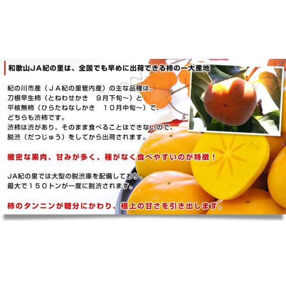 和歌山県産　JA紀の里 たねなし柿 LからMサイズ 約2.8キロ（7玉から8玉×2袋）送料無料 カキ かき 柿 市場発送04