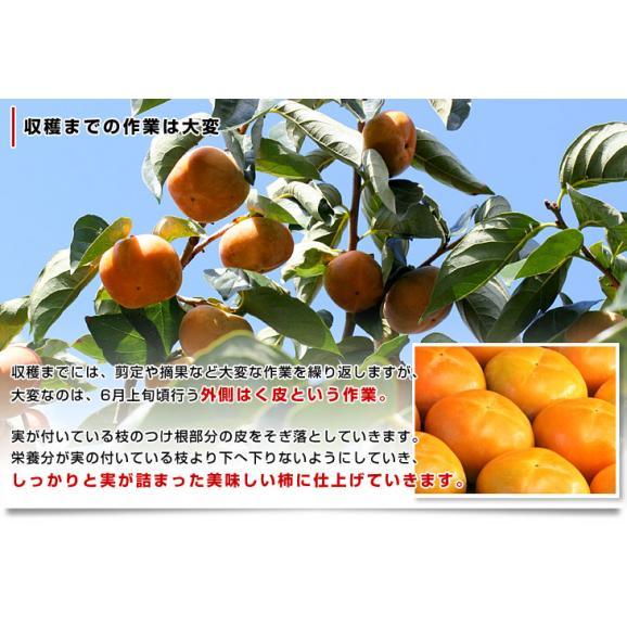 和歌山県産　JA紀の里 たねなし柿 LからMサイズ 約2.8キロ（7玉から8玉×2袋）送料無料 カキ かき 柿 市場発送05