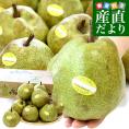 山形より産地直送 ラ・フランスセンター共撰品 ラ・フランス 特秀品 約5キロ(12玉から14玉入り) 4Lから5Lサイズ 送料無料 大玉 洋なし 洋梨