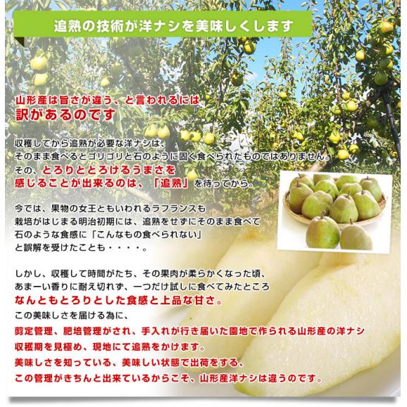山形より産地直送 ラ・フランスセンター共撰品 ラ・フランス 特秀品 約5キロ(16玉から20玉入り) 3LからLサイズ 送料無料 洋なし 洋梨05