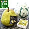 山形県から産地直送 JAてんどう ラ・フランスセンター共撰品 スーパーラフ 約2.3キロ 3Lから2Lサイズ(7玉から8玉入り) 送料無料 洋梨 ラフランス お歳暮 ギフト