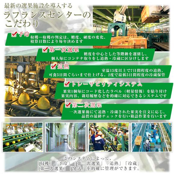 山形県から産地直送 JAてんどう ラ・フランスセンター共撰品 スーパーラフ 約2.3キロ 3Lから2Lサイズ(7玉から8玉入り) 送料無料 洋梨 ラフランス お歳暮 ギフト06
