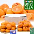 高級みかんギフト 愛媛県 JAにしうわ 真穴みかん＆長崎県 JAながさき西海 味まる 約2.8キロ（各1.4キロ×2袋）LからSサイズ 送料無料 市場発送