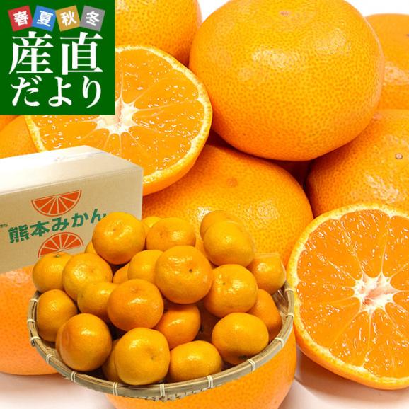 熊本県産 JAたまな 温州みかん 2Lサイズ 約4キロ　送料無料 ミカン 蜜柑 市場発送