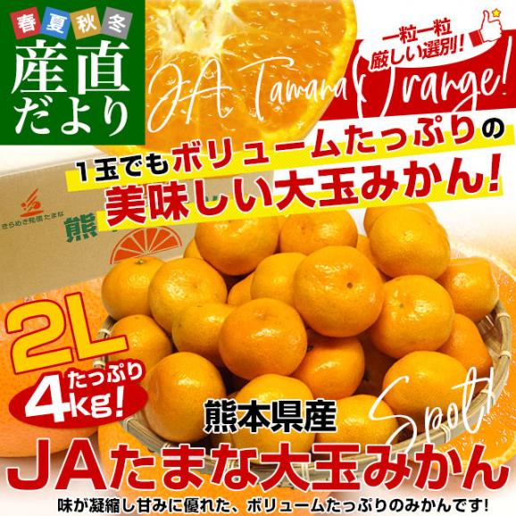 熊本県産 JAたまな 温州みかん 2Lサイズ 約4キロ　送料無料 ミカン  蜜柑 市場発送02