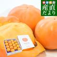石川県産 JA石川かほく 高松紋平柿（もんぺい柿） 秀品 約3.75キロ （10玉から16玉）送料無料 かき カキ 柿 市場発送