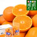 長崎県 JAながさき西海 味まる 約2.8キロ（1.4キロ×2）SからSSサイズ 送料無料 蜜柑 ミカン 長崎みかん 市場発送