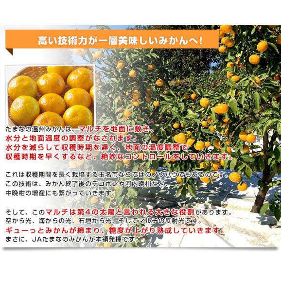 熊本県 JAたまな ブランドみかん 最高等級：草枕 約4キロ LからＳサイズ 送料無料 みかん 蜜柑 市場発送 お歳暮 ギフト06