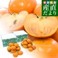 福岡県 JAにじ 富有柿 優品以上 LからMサイズ 約2キロ×2箱(合計16玉から20玉) 送料無料 かき カキ 甘柿