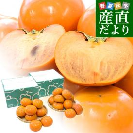 甘柿の王様!濃厚な甘みで果汁も多い!名産地で作る「富有柿」