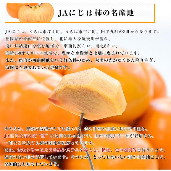 福岡県 JAにじ 富有柿 優品以上 約2.5キロ LからMサイズ （11玉から12玉） 送料無料 かき カキ 甘柿06