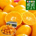福岡県産JAみなみ筑後 博多マイルド LからSサイズ 約4キロ（30玉から50玉前後）送料無料 蜜柑 みかん お歳暮 御歳暮