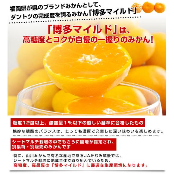 福岡県産JAみなみ筑後 博多マイルド LからSサイズ 約4キロ（30玉から50玉前後）送料無料 蜜柑 みかん お歳暮 御歳暮04