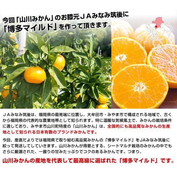 福岡県産JAみなみ筑後 博多マイルド LからSサイズ 約4キロ（30玉から50玉前後）送料無料 蜜柑 みかん お歳暮 御歳暮05