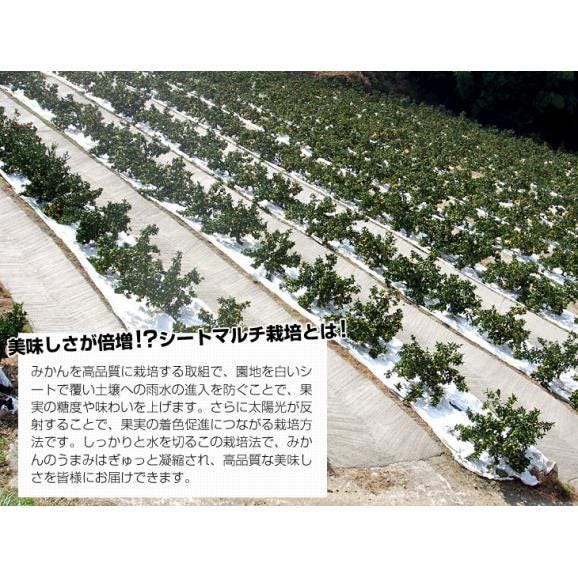 福岡県産JAみなみ筑後 博多マイルド LからSサイズ 約4キロ（30玉から50玉前後）送料無料 蜜柑 みかん お歳暮 御歳暮06