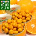 熊本県産 JAたまな 温州みかん 2Lサイズ 約4キロ×2箱 合計8キロ　送料無料 ミカン  蜜柑 市場発送
