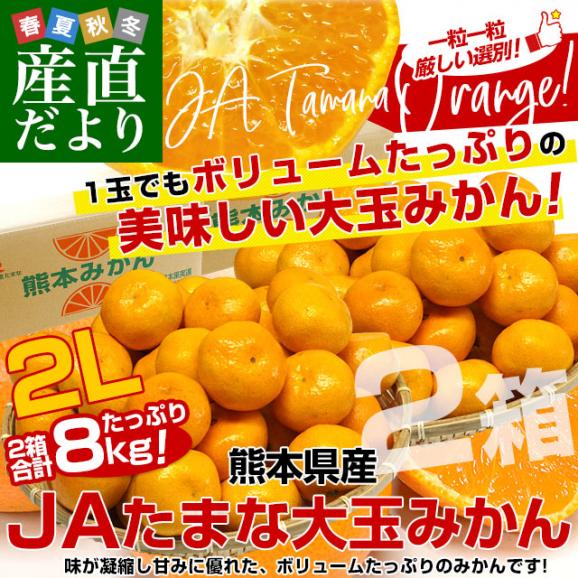 熊本県産 JAたまな 温州みかん 2Lサイズ 約4キロ×2箱 合計8キロ　送料無料 ミカン  蜜柑 市場発送02
