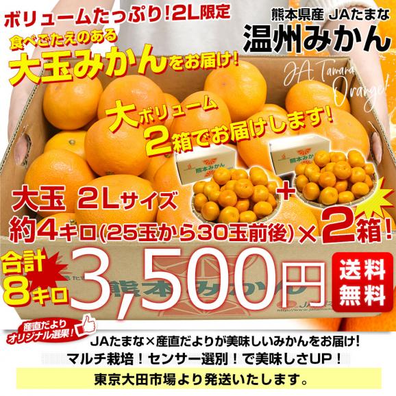 熊本県産 JAたまな 温州みかん 2Lサイズ 約4キロ×2箱 合計8キロ　送料無料 ミカン  蜜柑 市場発送03