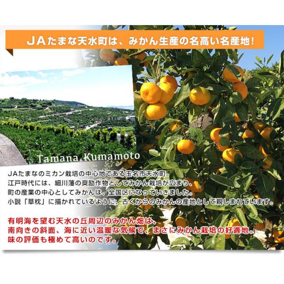 熊本県産 JAたまな 温州みかん 2Lサイズ 約4キロ×2箱 合計8キロ　送料無料 ミカン  蜜柑 市場発送04