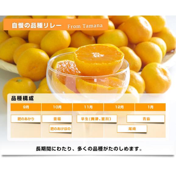 熊本県産 JAたまな 温州みかん 2Lサイズ 約4キロ×2箱 合計8キロ　送料無料 ミカン  蜜柑 市場発送06