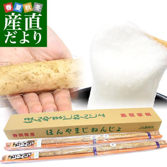 静岡県 JA静岡市 本山自然薯 ほんやまじねんじょ 1本物 Mサイズ 2本入り(1箱) 送料無料 山芋 やまいも とろろ01