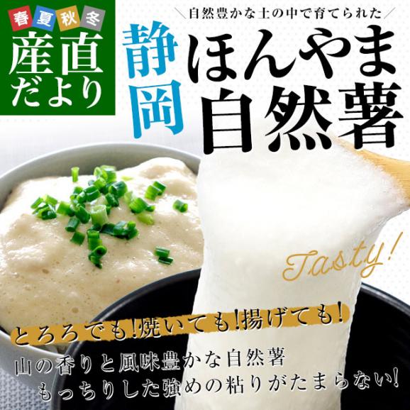 静岡県 JA静岡市 本山自然薯 ほんやまじねんじょ 1本物 Mサイズ 1本入り 送料無料 山芋 やまいも とろろ02