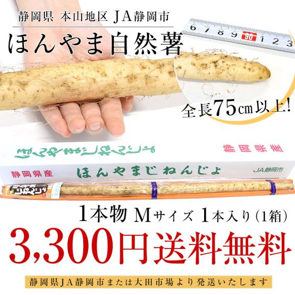 静岡県 JA静岡市 本山自然薯 ほんやまじねんじょ 1本物 Mサイズ 1本入り 送料無料 山芋 やまいも とろろ03