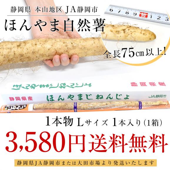 静岡県 JA静岡市 本山自然薯 ほんやまじねんじょ 1本物 Lサイズ 1本入り 送料無料 山芋 やまいも とろろ03